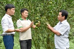 Nảy mầm trên đất khó