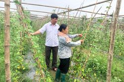 Làm giàn lưới cho rau leo