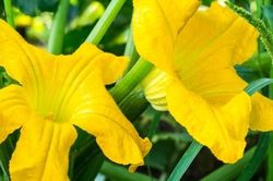 Công dụng 'toàn năng' của hoa bí - thực phẩm bổ dưỡng tuyệt vời!