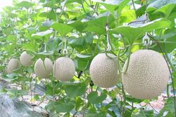 Trồng dưa lưới tại nhà