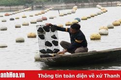 Kỳ vọng từ mô hình nuôi trai nước ngọt lấy ngọc