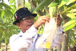 'Thay tên' cho xoài bưởi