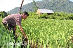 Làng hoa dưới chân núi