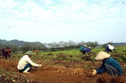 Nông dân Tam Điệp trồng từ cho thu lãi khá