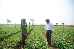Đông Cao xây dựng thương hiệu rau an toàn