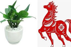 Tại sao cây trầu bà lại được ưa thích nhiều đến vậy?