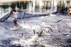 Nhiều địa phương báo cáo chưa trung thực về tình hình dịch bệnh thủy sản