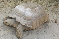 Rùa Sulcata 'siêu to khổng lồ' xuất hiện ở Hà Nội có gì độc lạ?