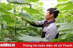 Huyện Nga Sơn: Cung ứng 6.291 tấn rau quả, thực phẩm an toàn ra thị trường