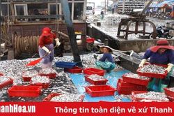 Xây dựng chuỗi liên kết trong khai thác hải sản