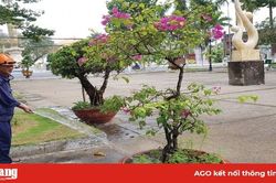 'Báo động' tình trạng mất cắp hoa kiểng