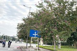 Phát triển hệ thống cây xanh đô thị ở thành phố Ninh Bình