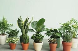 Đáp án 'câu đố xếp 10 cây xanh thành 5 hàng mà mỗi hàng có 4 cây'