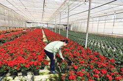 Vì sao Đà Lạt chỉ xuất khẩu được 10% sản lượng hoa?
