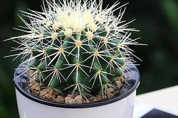 Một trong những nỗi khổ của con người là yêu, mà không dám nói yêu