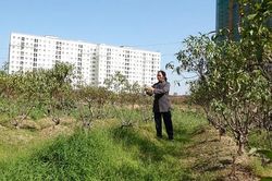Vì sao hàng nghìn gốc đào tại Hà Nội bị vàng lá, chết khô trước Tết?