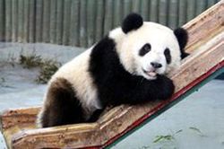 Gấu trúc 'đột nhập' vào chuồng lợn trộm thức ăn