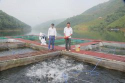 Hà Giang: Đề án nuôi cá lồng tạo đà cho HTX nuôi trồng thủy sản sông Chừng