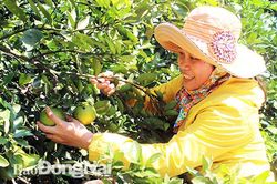 Những tỷ phú vùng sâu