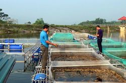 Thu hút đầu tư vào nông nghiệp: Tạo động lực phát triển mới