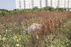 Nguyên nhân nào khiến hàng nghìn gốc đào tại Hà Nội bị vàng lá, chết khô trước Tết?