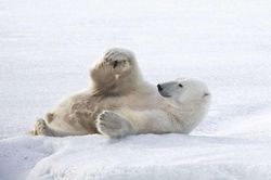 Nhiếp ảnh gia kinh ngạc ghi lại khoảnh khắc gấu Bắc Cực tập yoga