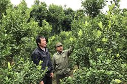 Người trồng đào, quất, hoa tất bật vào vụ Tết