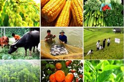 Thúc đẩy chế biến, mở rộng thị trường nông sản
