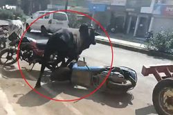 Con bò bị chó dại cắn húc loạn xạ 36 người đi đường