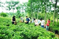 Hà Nội có 47/52 nghề truyền thống của cả nước