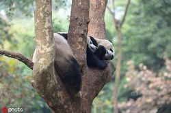 Trời lạnh, đang tình tứ bị 'tiểu tam' phá đám, gấu trúc nổi điên