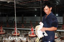 Không lo thiếu thịt cuối năm