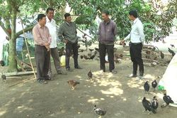 Hiệu quả mô hình nuôi gà theo hướng an toàn sinh học