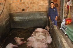 Ia Grai: Công bố dịch tả lợn châu Phi trên địa bàn xã Ia Sao