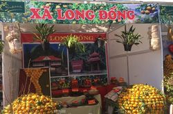 Sôi nổi Lễ hội quýt vàng Bắc Sơn