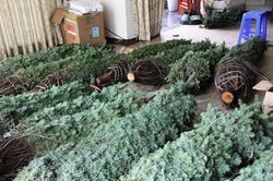 Thông tươi chơi Noel, 30 triệu/cây trưng mấy hôm rồi làm củi