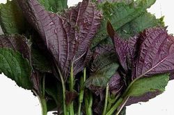 'Thần dược' giảm cân, đẹp da, chữa gout hiệu quả từ lá tía tô