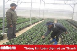 Xã Hòa Lộc phát triển sản xuất gắn với xây dựng xã nông thôn mới nâng cao