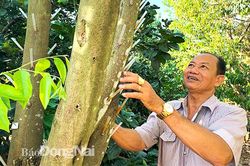 Người trăn trở với trầm hương sạch