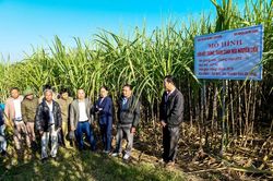 Tổng kết mô hình trồng giống mía mới LK92-11