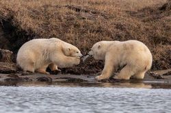 Bức ảnh gây chấn động ở Alaska
