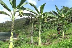 Loài chuối kỳ lạ, không chịu 'đẻ con', toàn thân đều là thuốc