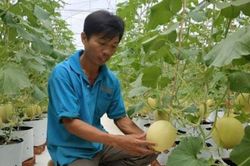 Hà Tĩnh: Dưa lưới Hà Lan thu nhập cao
