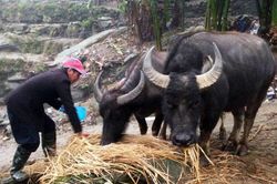 Sa Pa: Khuyến cáo người dân phòng, chống rét cho gia súc
