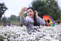 Đà Nẵng lần đầu tiên có vườn cúc họa mi, nam thanh nữ tú tấp nập đến check in