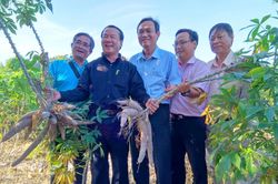 'Xấu dây - tốt củ'