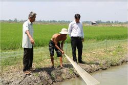 'Con tôm ôm cây lúa' mối lương duyên giúp nông dân thoát nghèo