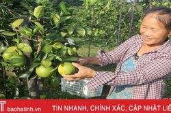 Xứ bưởi Hà Tĩnh ước thu gần 840 tỷ đồng từ 2 loài cây ăn quả chủ lực