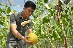 Trồng dưa Kim Hoàng hậu an toàn cho hiệu quả kinh tế cao
