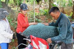 Tìm thị trường cho trám đen Xứ Lạng